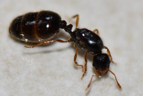 Solenopsis fugax